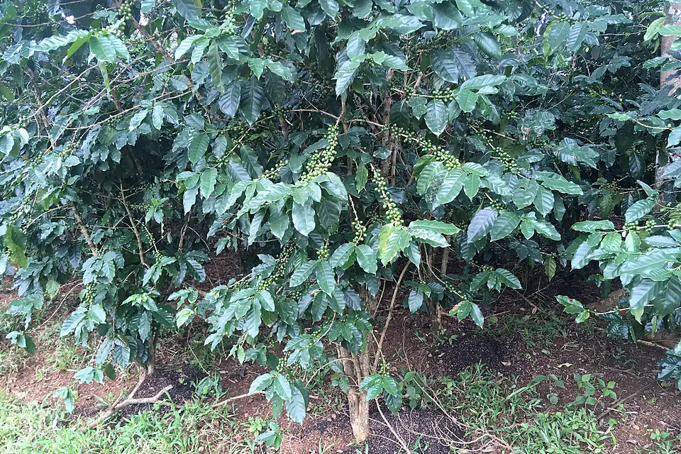 Coffee plantations Bolaven Plateau 01