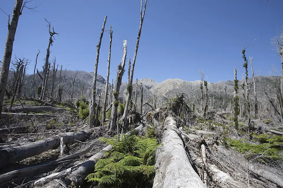 Dead trees near the Chaiten volcano