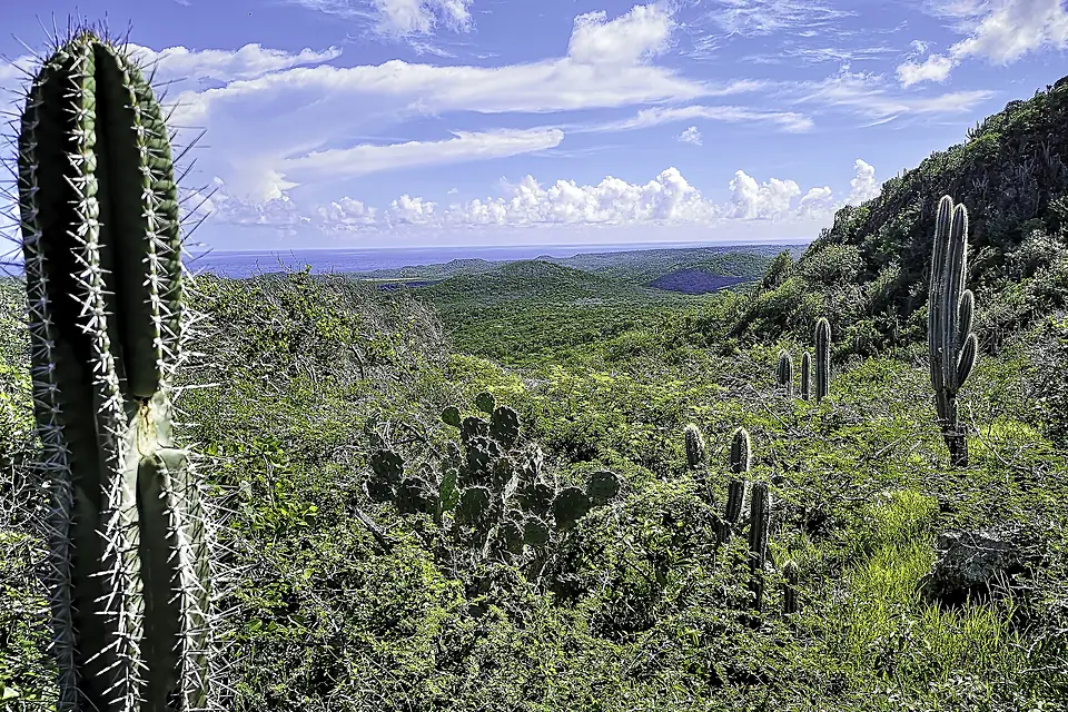 Christoffelberg - cactussen