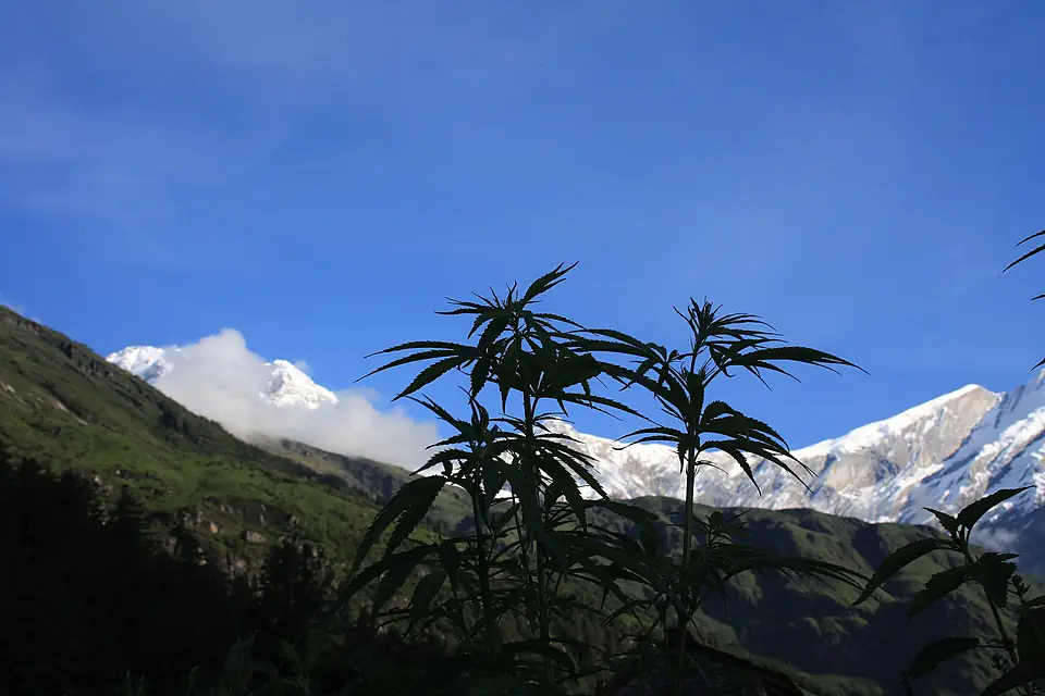 Cannabis plants in front of the Dhaulagiri summit (different angle)