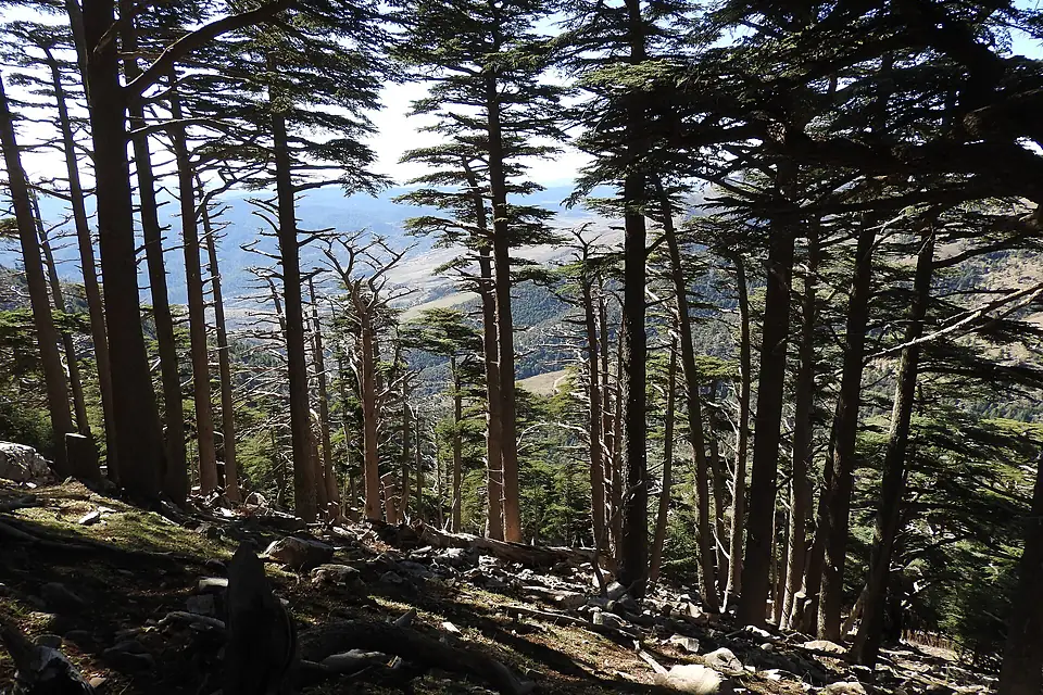 Cedre d'atlas aux monts chelia