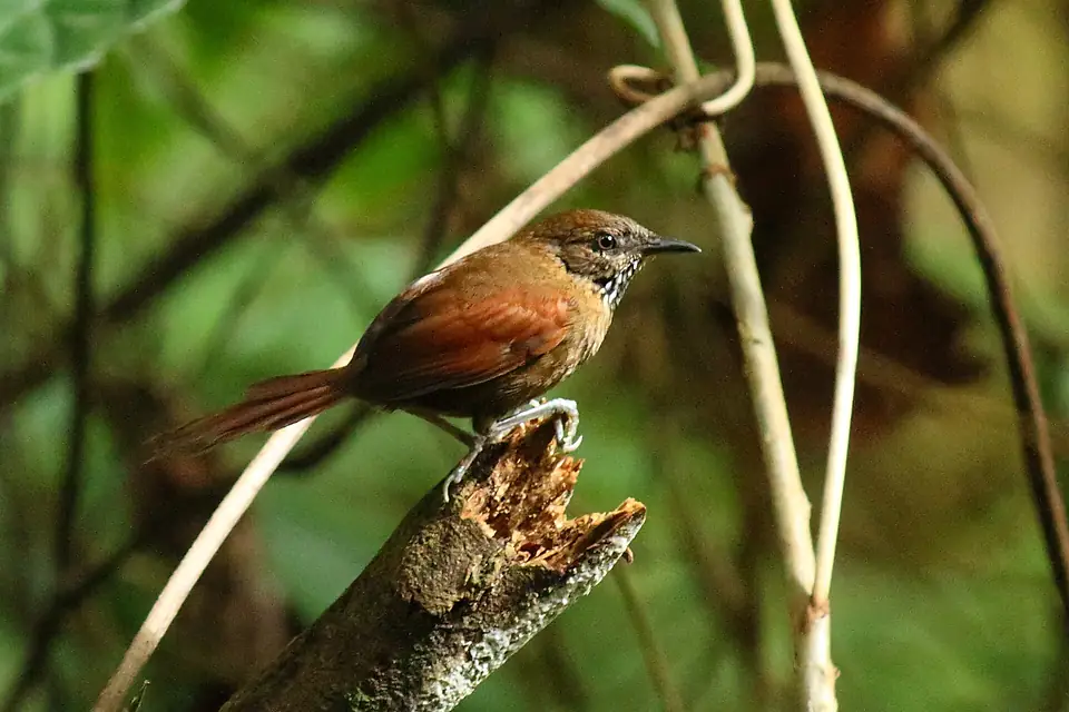 Stripe-breasted spinetail Gomez-Aripo (34046265243)