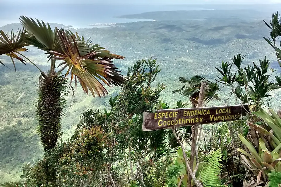 Blick Richtung Baracoa vom Gipfel des El Yunque mit Coccothrinax yunquensis