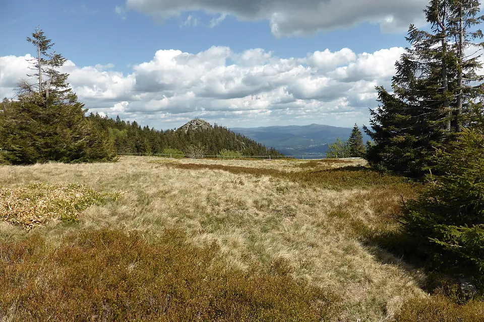 Arber-Gipfelwiese