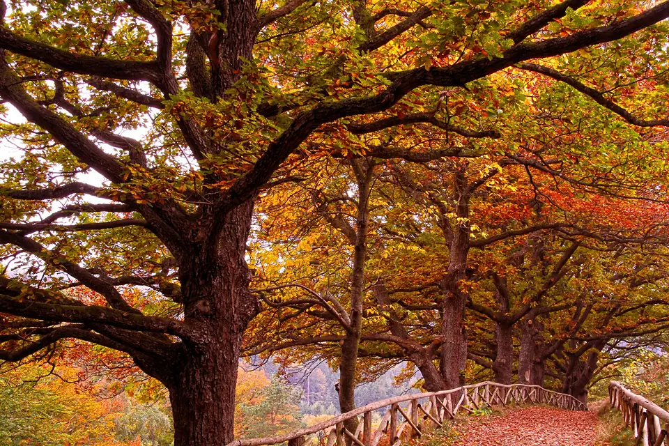 Autumn at Himmelbjerget - panoramio