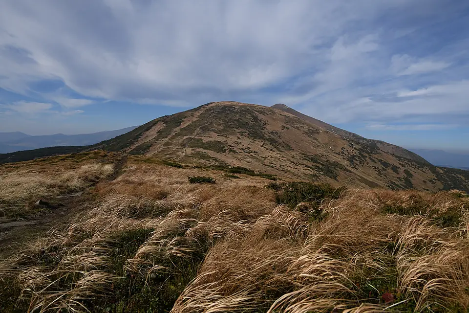 Calamagrostis villosa Pozhyzhevska 2019