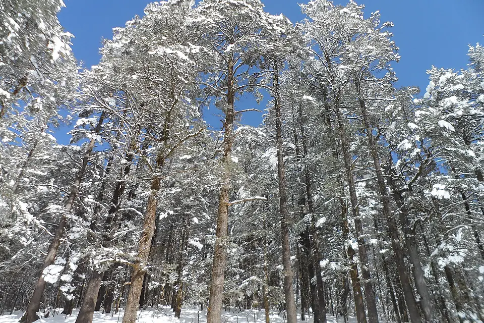 Forest in Jade Dragon Snow Mountain