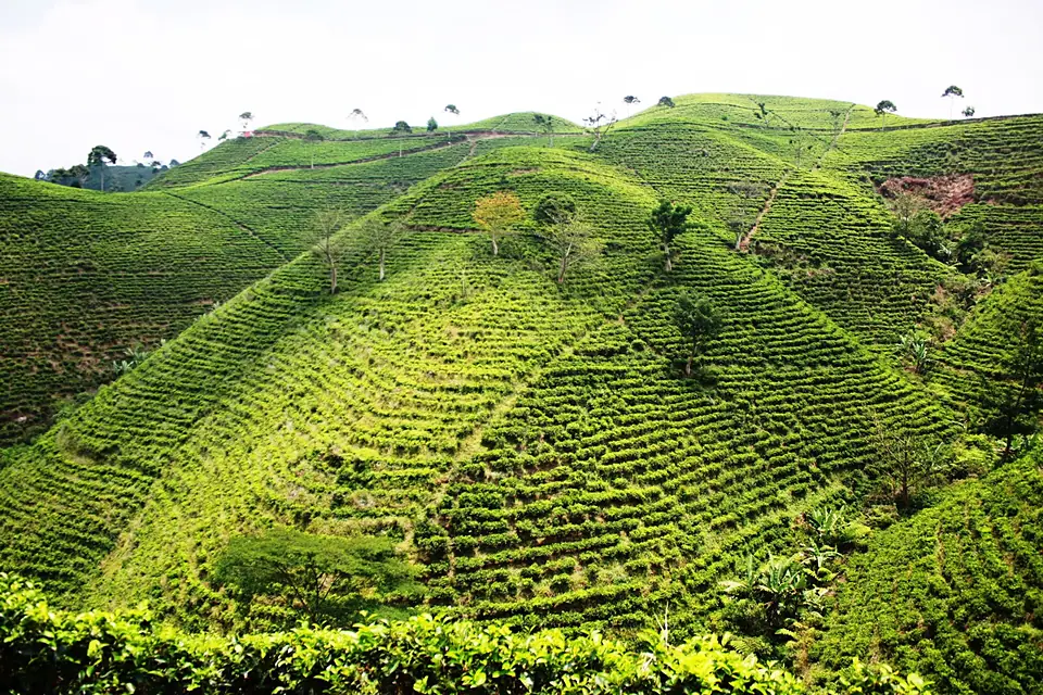 DSC00180 Mount Lawu Ouest Solo East (6219568197)