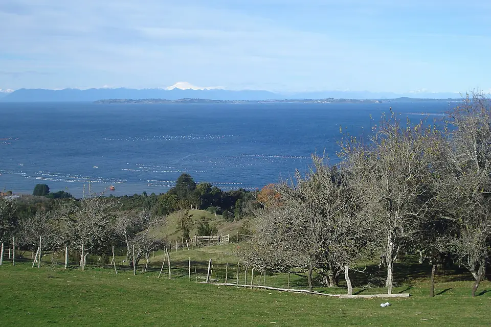 Calen, manzanos, choritos, Meulín y Michimáhuida