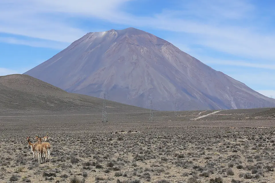 Salinas and Aguada Blanca Misti guanacos