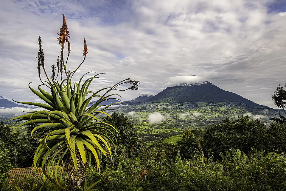 Mist over Gorilla Mountain Rwanda by Bill Hallier