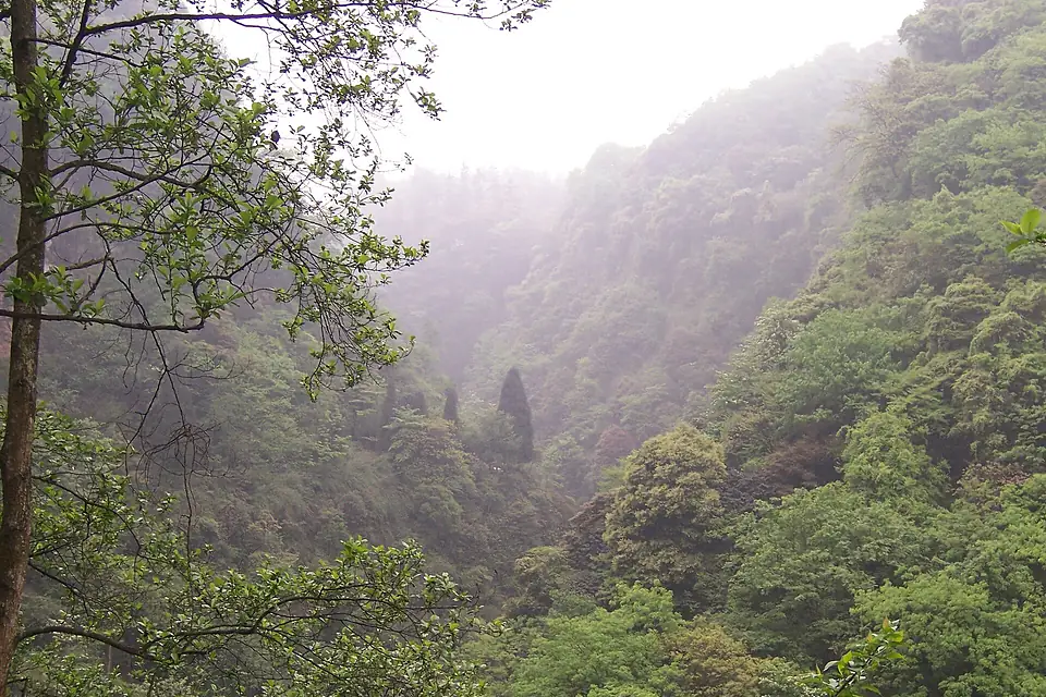 China - Emei Shan 1 - lush misty forest (135959880)