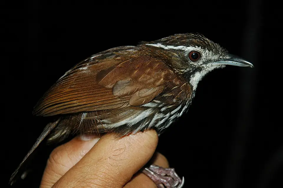Streaked ground babbler