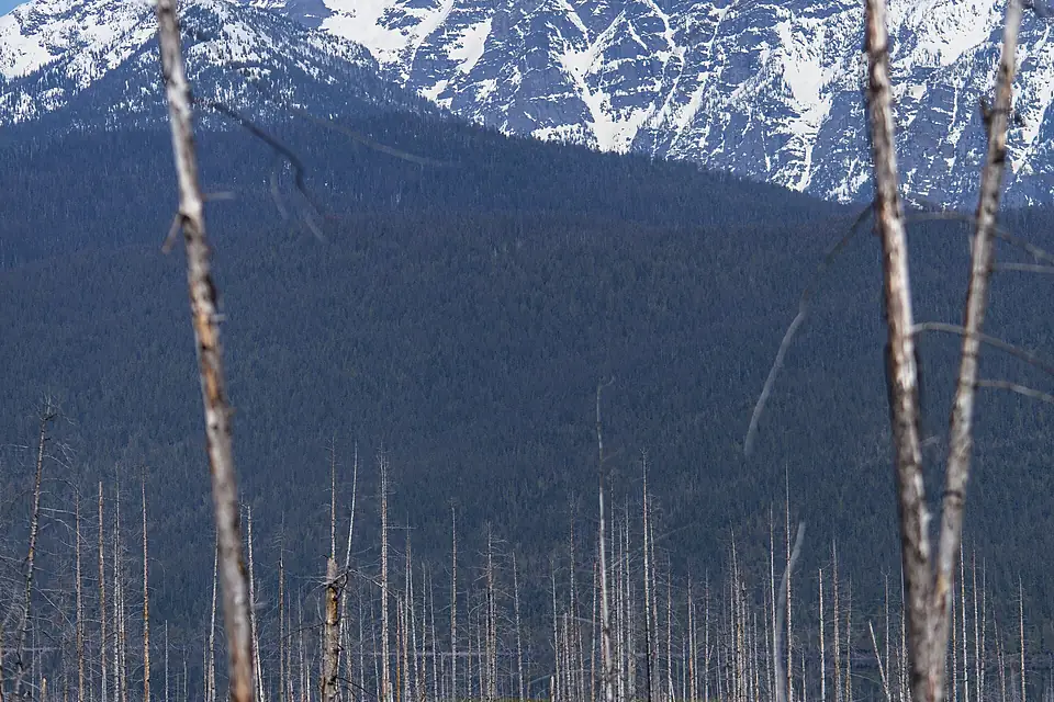 Mount Jackson From Camas Road (26111873803)