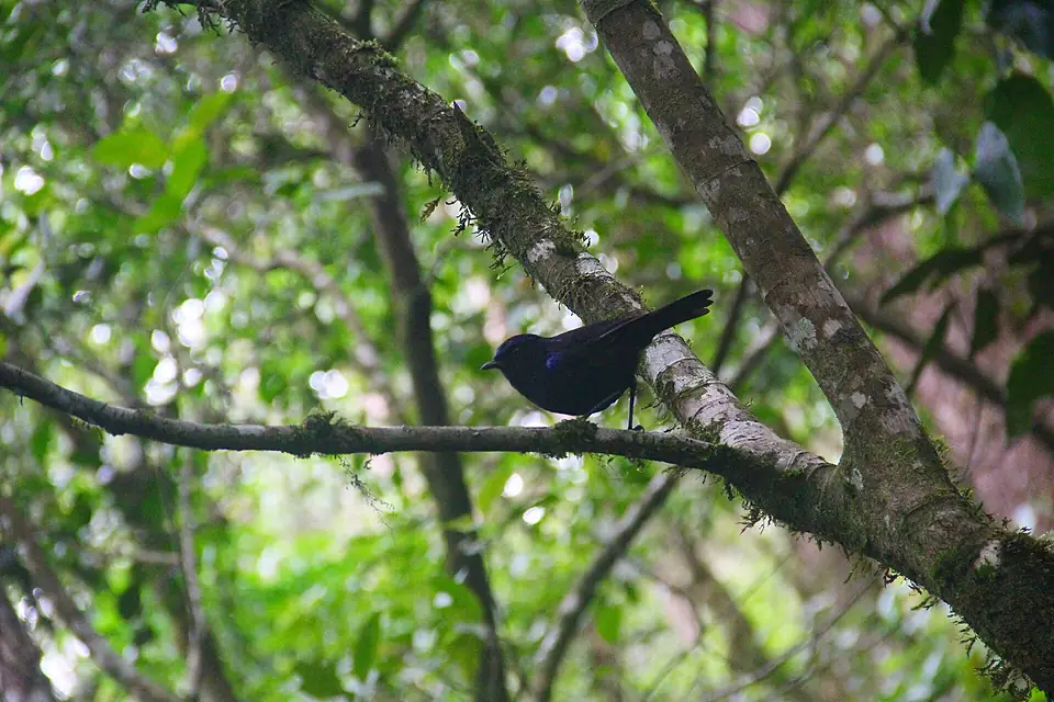 Burung hitam gunung kerinci 3805mdpl