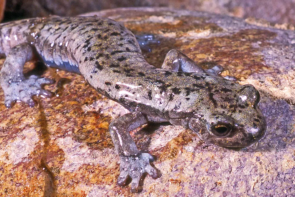 Mount Lyell Salamander 02