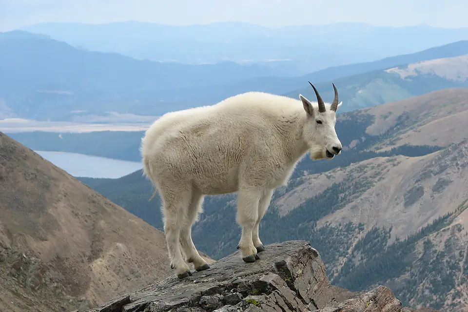 Mountain Goat Mount Massive