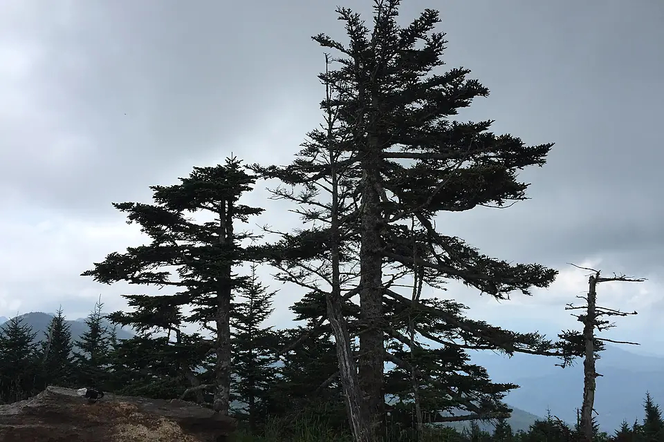 2016-07-25 14 15 11 Fraser Fir trees near the summit of Mount Mitchell in Mount Mitchell State Park, North Carolina