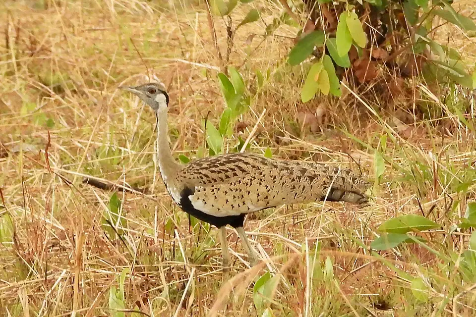 Black-bellied Bustard 51813886