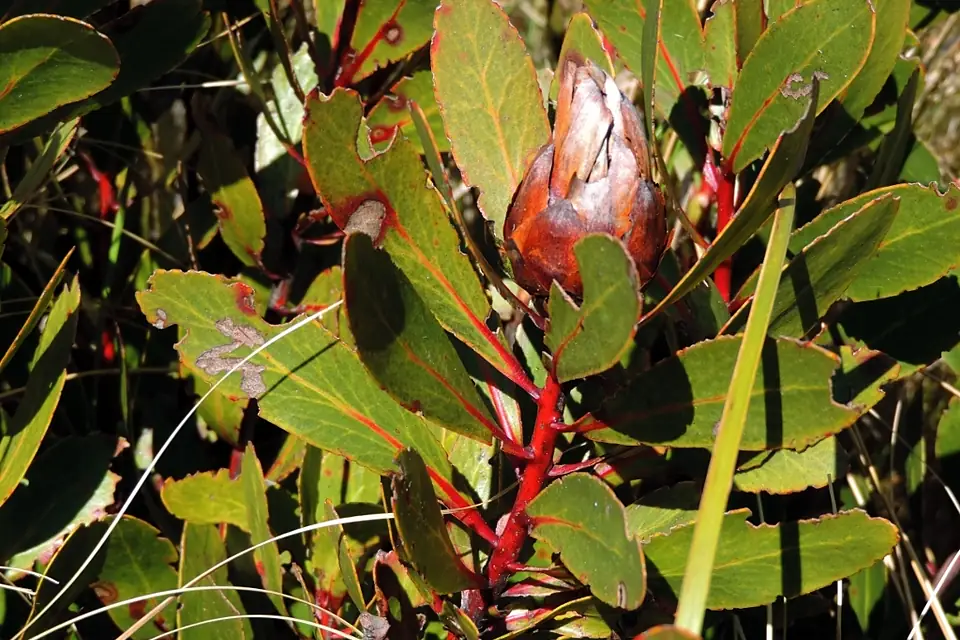 Protea inyanganiensis 49989323