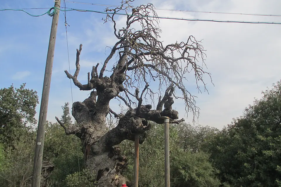 An old mount thabor's oak in lower galilee