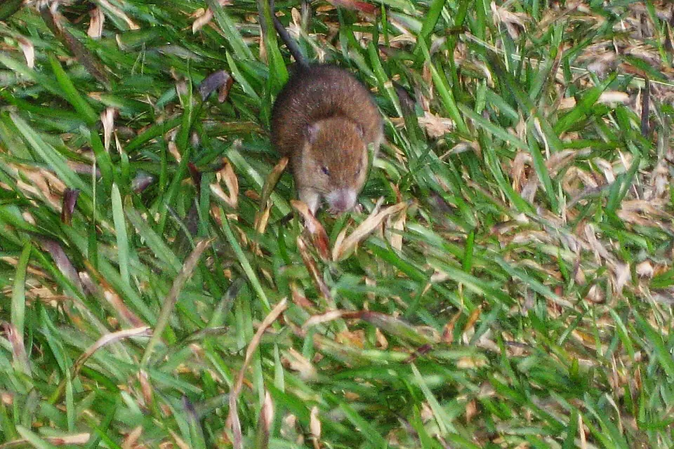 Rat at Kem Botak, Gunung Tahan