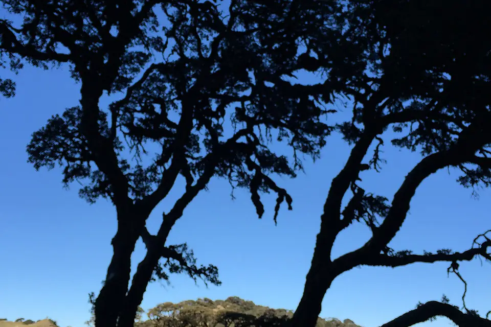 Nat Ma Taung, Mount Victoria between the trees