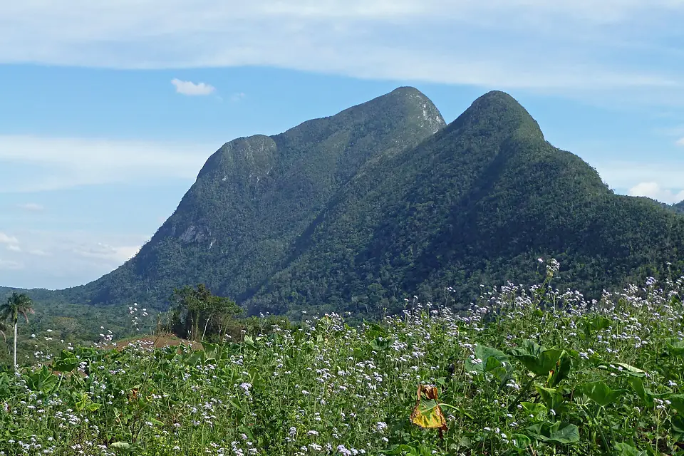 Pan de Guajaibón (1)