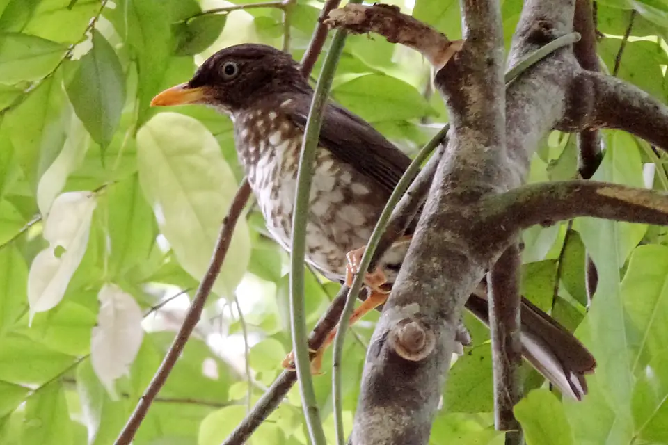 Turdus xanthorhynchus, Príncipe 1