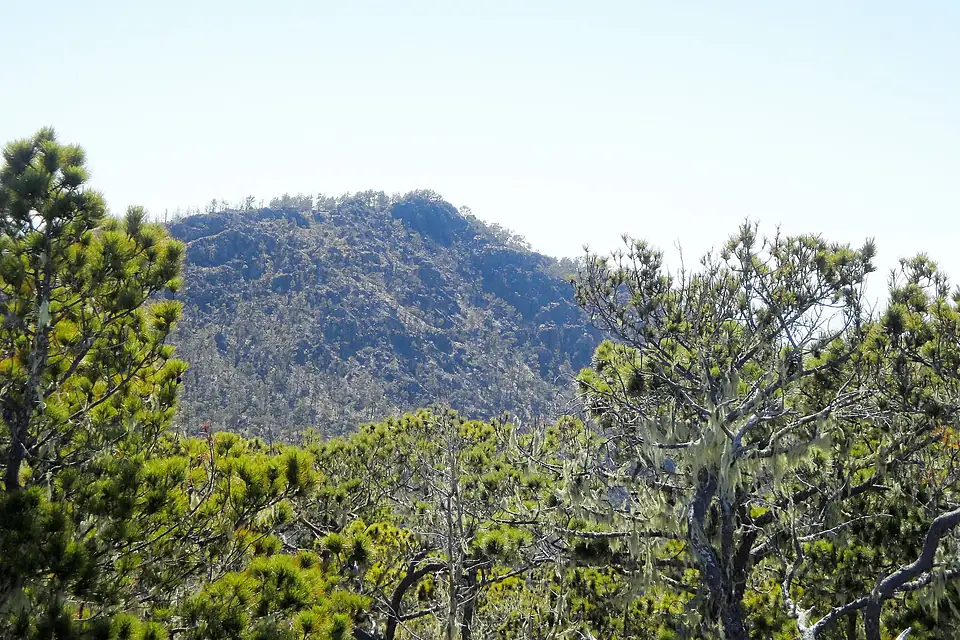 Pinus occidentalis on Pico Duarte
