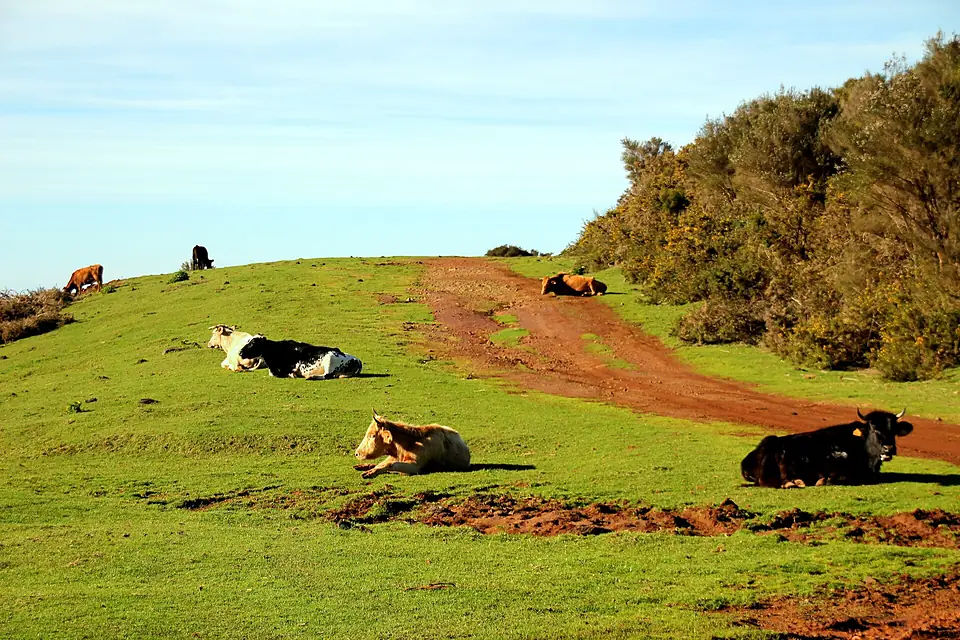 A CAMINHO DO PICO RUIVO 12