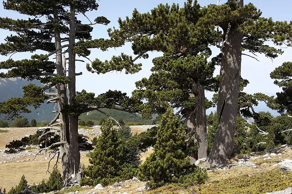 Massiccio del Pollino, Serra di Crispo - giardino degli dei (pini loricati)