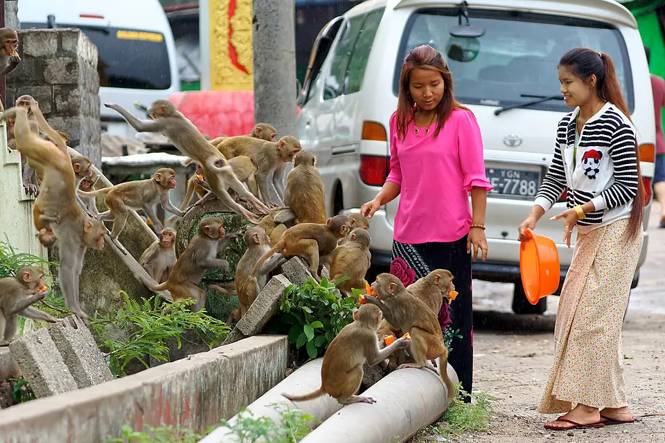 20160802 Feeding monkeys Mount Popa 7122 DxO