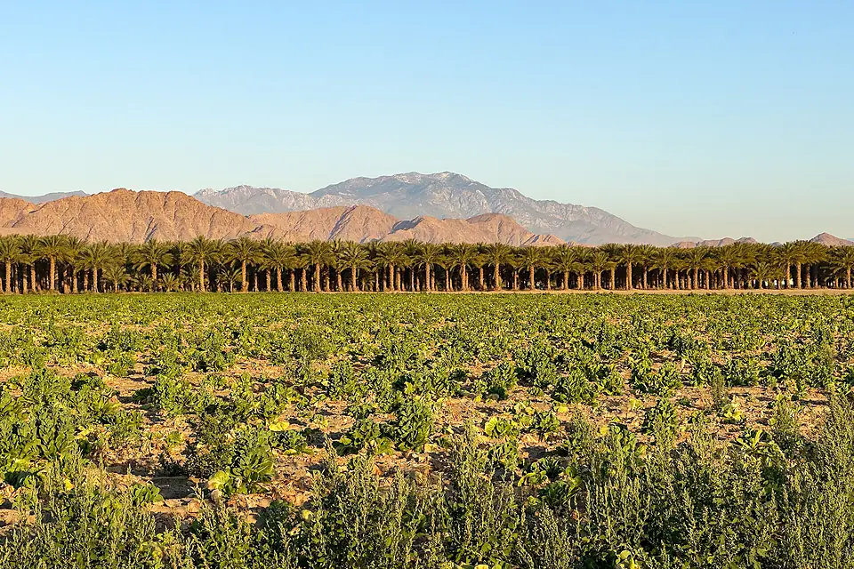 Date Palm Orchard in Vista Santa Rosa, California and Mount San Jacinto