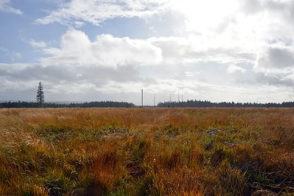 Grassland near Botrange, Waimes, 2023