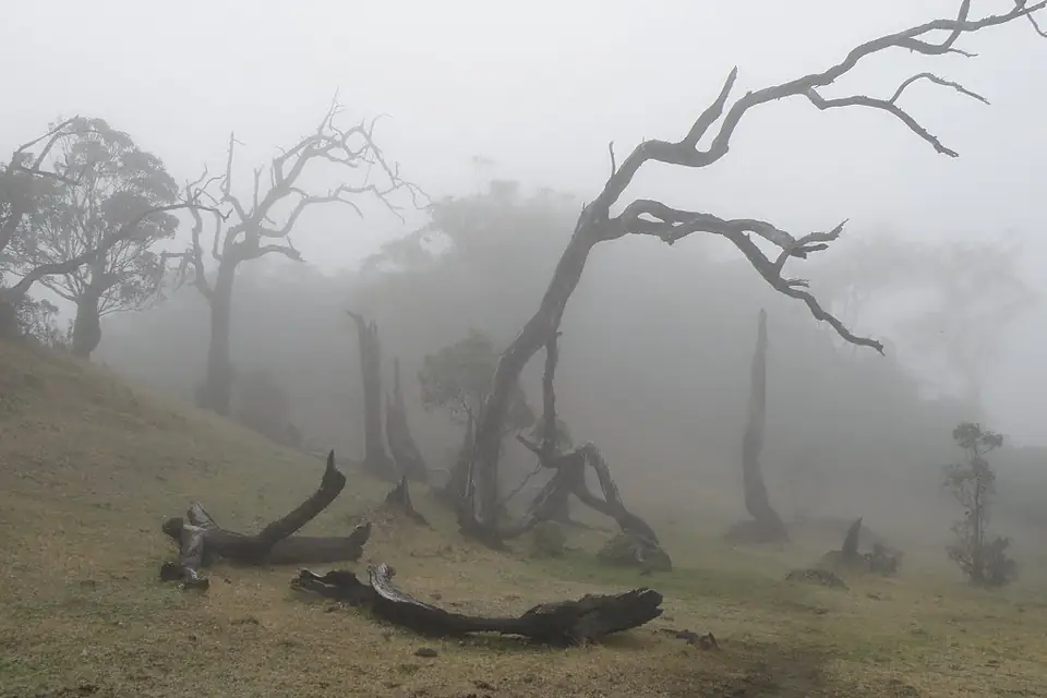 Life in the clouds. Forest view on Tatamailau, Baboi Leten, Ermera, Timor-Leste