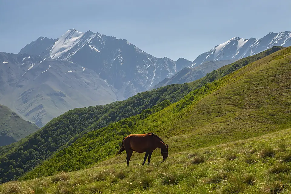 2019 - Pshav-Khevsureti National Park - Horse on the Khidotani ridge