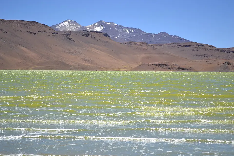 Laguna Chojllas y flamencos