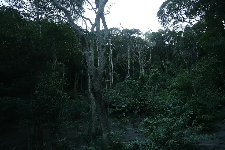 Forest near Victoria Peak, Hong Kong