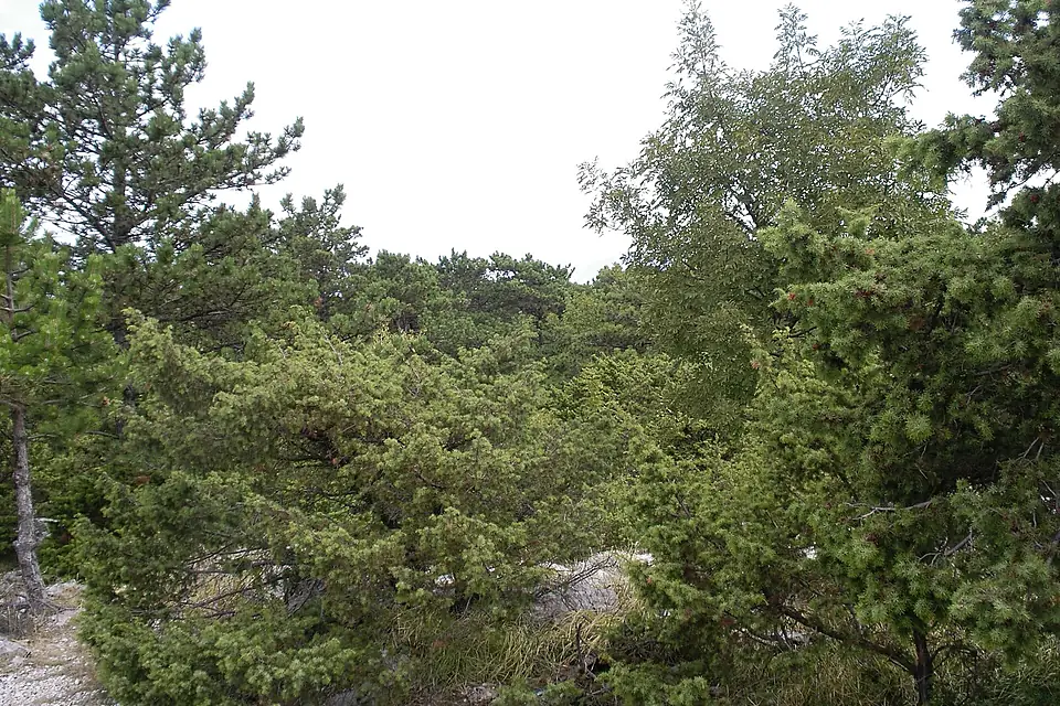 Höhenvegation rund um den Vidova Gora